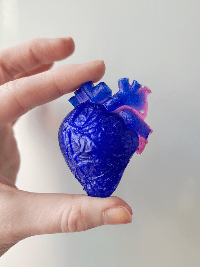 Anatomical Heart Magnets - Various Colourways