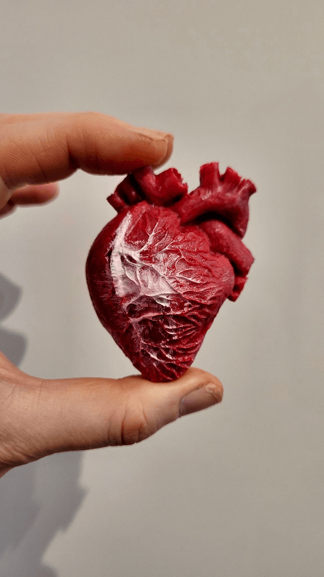 Anatomical Heart Magnets - Various Colourways
