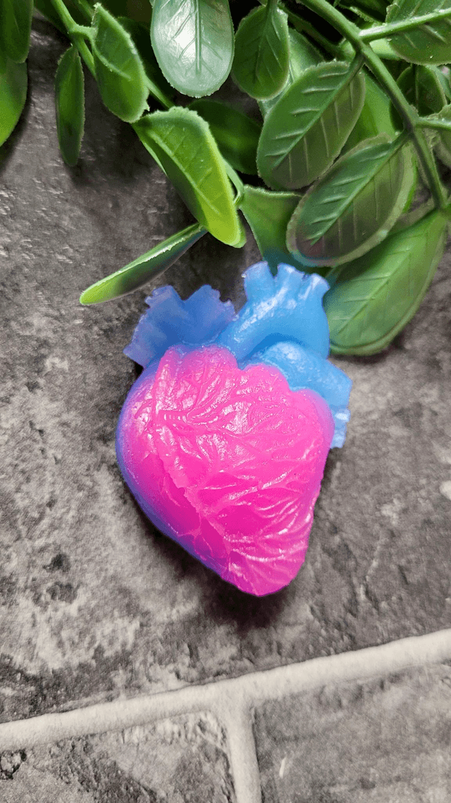 Anatomical Heart Magnets - Various Colourways