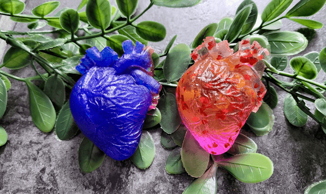 Anatomical Heart Magnets - Various Colourways